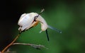 Snail creeping on a branch (macro)