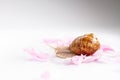 Snail creeping on delicate flower petals Royalty Free Stock Photo