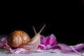 Snail creeping on flower petals on a black background Royalty Free Stock Photo