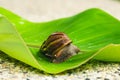 Snail creeping on a green leaf, close-up