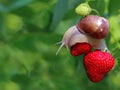 Snail creeping on red ripe strawberries in garden with copy space on natural green bukeh