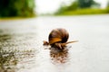 Snail crossing the road Royalty Free Stock Photo