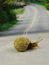 Snail crossing a road Royalty Free Stock Photo