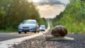 Snail crossing a road with cars driving