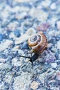 A snail crossing the road Royalty Free Stock Photo