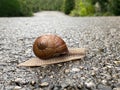 Snail crossing road Royalty Free Stock Photo