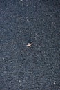 Snail crossing a road really slowly.. Royalty Free Stock Photo