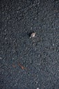 Snail crossing a road really slowly.. Royalty Free Stock Photo