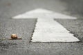 A snail crossing a road with a white arrow Royalty Free Stock Photo