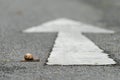 A snail crossing a road with a white arrow Royalty Free Stock Photo