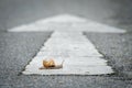 A snail crossing a road with a white arrow Royalty Free Stock Photo