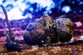 Snail dance Royalty Free Stock Photo