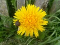 Snail And Dandelion