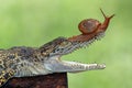 Snail in danger Royalty Free Stock Photo