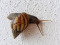 A snail