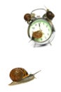 Snail Deadline Royalty Free Stock Photo