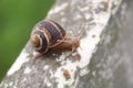 Snail