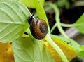 Snail details in nature