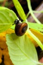 Snail details in nature