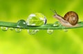 Snail on dewy grass