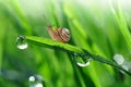 Snail on dewy grass