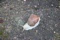Snail on the dirt-track in macro close-up blurred background Royalty Free Stock Photo