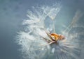 Snail on a dry flower on a blue background with beautiful bokeh. Clam on a white dandelion. Macro. Copy space. Selective focus. Royalty Free Stock Photo
