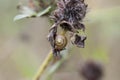 Snail on dry grass