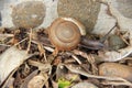 Snail on dry leaves Royalty Free Stock Photo