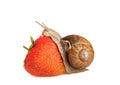 Snail eat strawberries isolated on white background Royalty Free Stock Photo