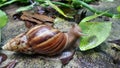 Snail eating fresh green leaf in wet garden after rain fall Royalty Free Stock Photo