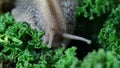 Snail eating fresh leaf