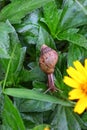 Snail Royalty Free Stock Photo
