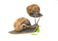 Snail eating