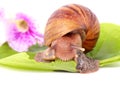 Snail eating green leaves