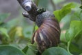 A snail is eating leave on the tree Royalty Free Stock Photo