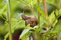 Snail eating leaves and damaging plant