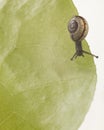 Snail eating a lettuce leaf