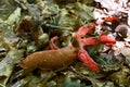 Snail eating octopus stinkhorn