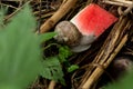 Snail eating watermelon leftovers thrown out to the ground