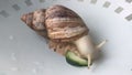 The snail eats a cucumber, time lapse