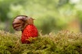 Snail eats sitting on a ripe red berry of a strawberry