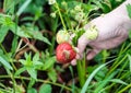 Snail eats the strawberry