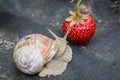 Snail eats strawberry, Pests in the garden