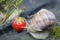 Snail eats strawberry, Pests in the garden