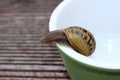 Snail on the edge Royalty Free Stock Photo