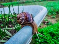 A snail at the edge of a wheelbarrow.