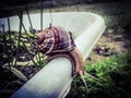 A snail at the edge of a wheelbarrow.