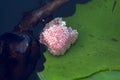 Snail eggs Royalty Free Stock Photo