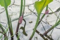 Snail eggs on plant